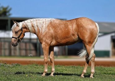 A light brown horse with a light colored mane and tail, on a Texas ranch auctioned Elite Auctions 