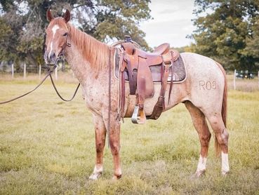 A buckskin horse with white socks and a golden mane wearing a western saddle sold by Elite Auctions