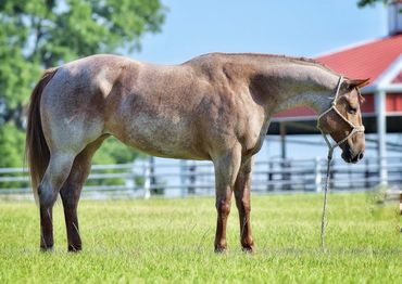 a beautiful gray brown horse in a pasture with dark brown legs, sold by  Elite Auctions