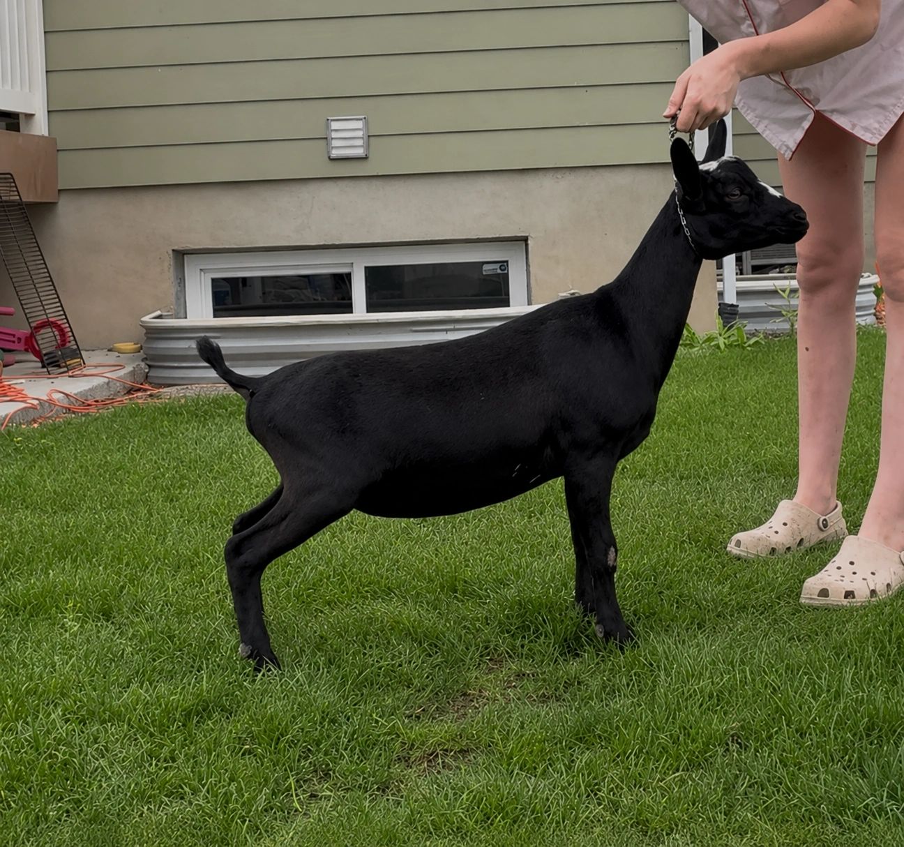 Black goat standing on grass held by a person.