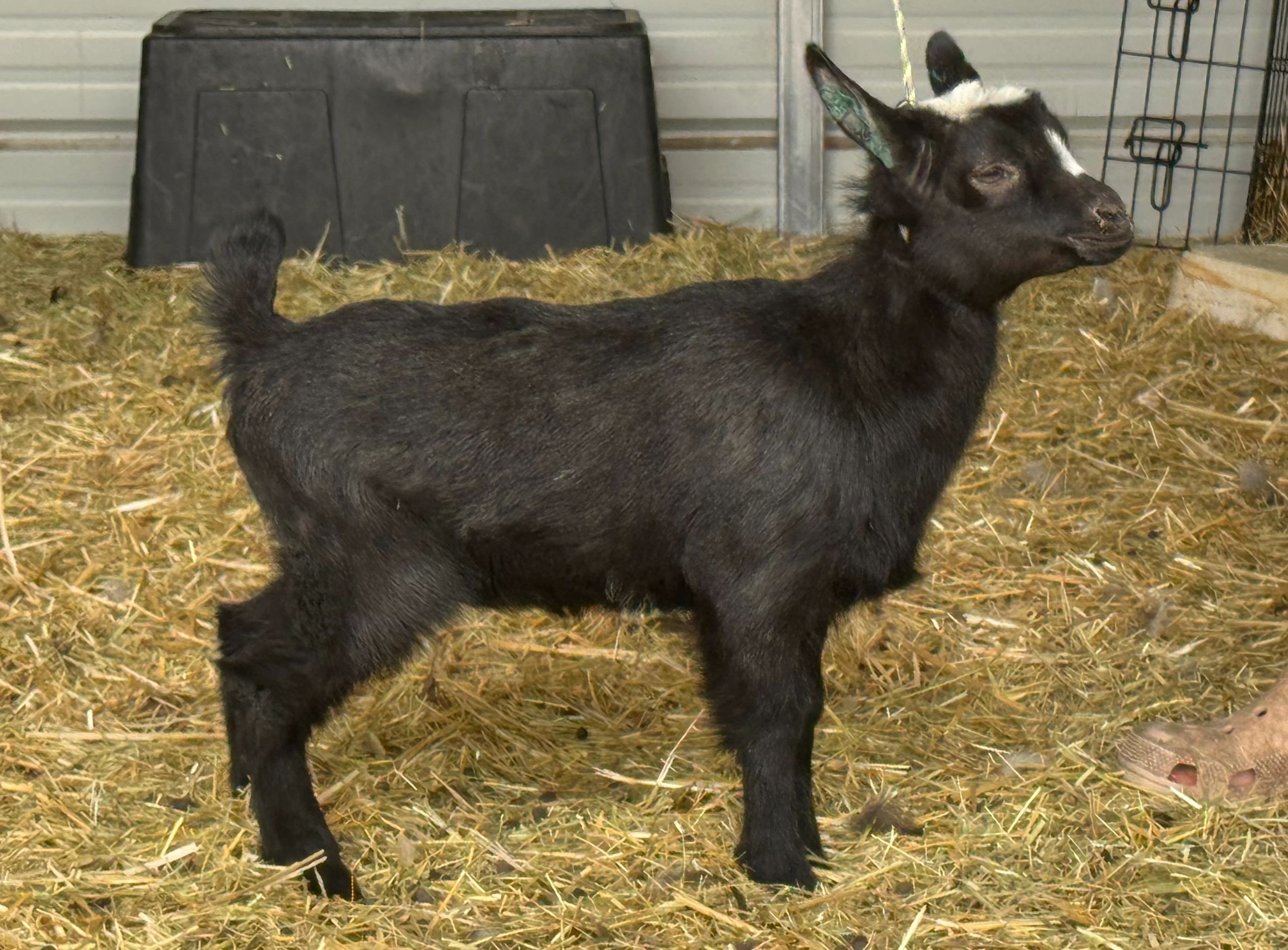 A black baby goat with white markings stands on hay inside a barn.