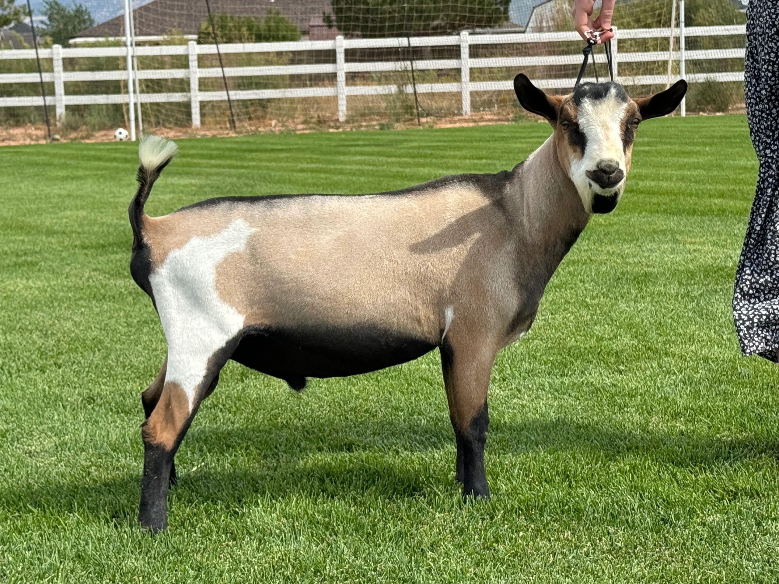 Belle | Cedar Brooks Ranch