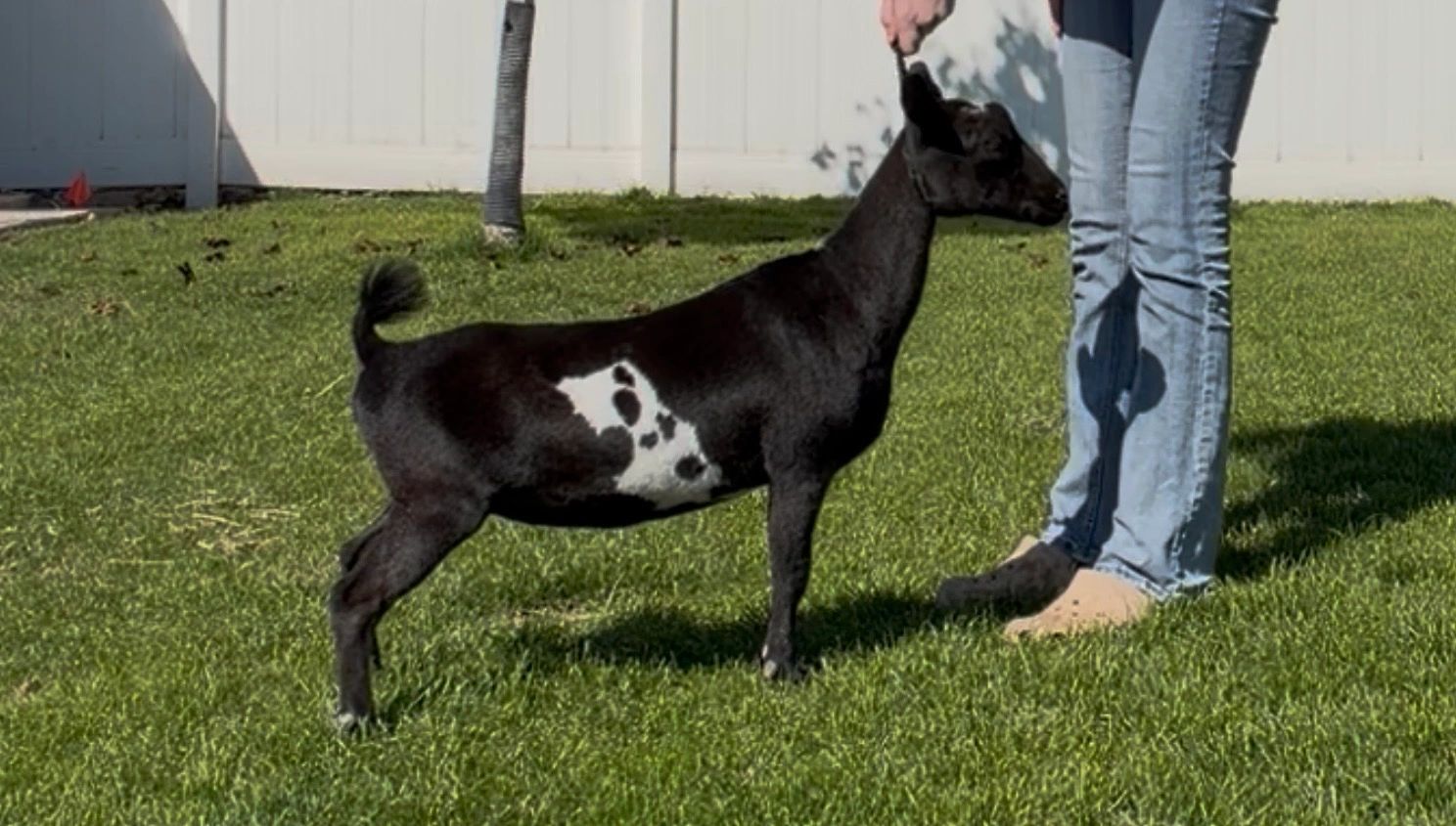A goat sniffing a person's hand in a backyard.