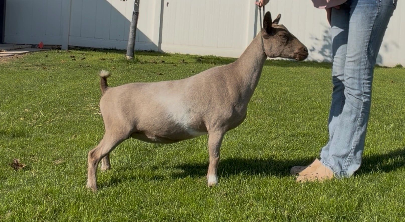 A person holding a brown goat on a green lawn.