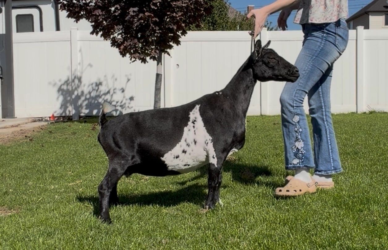 Black and white goat standing on grass beside person.
