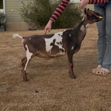 A person holding a brown and white goat outdoors.