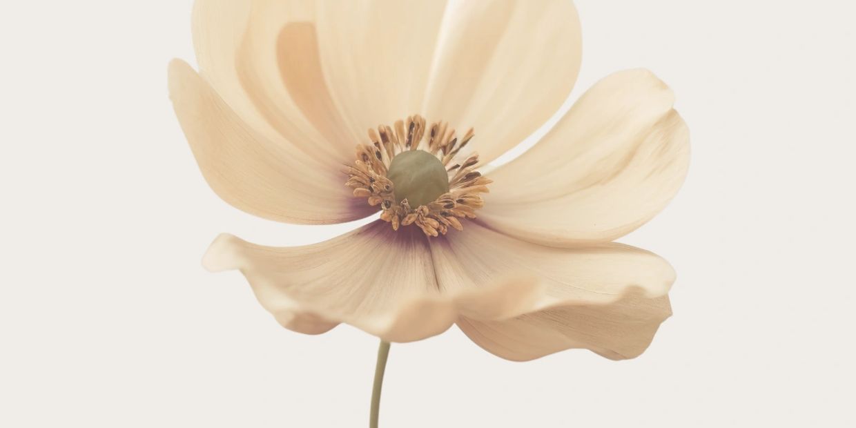 Close-up of a delicate beige flower.