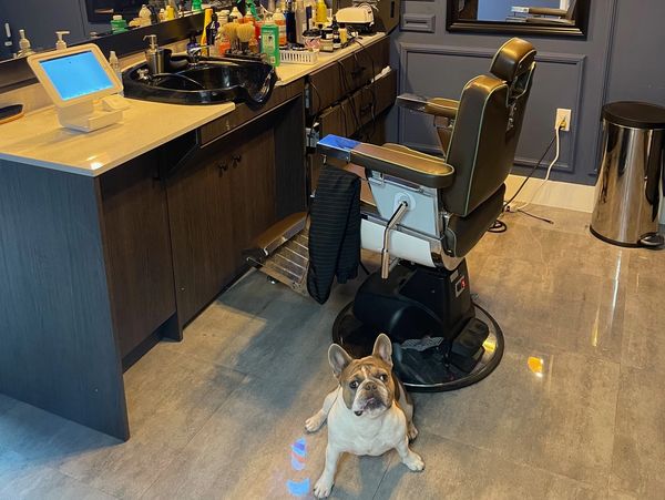 A French Bulldog sits on the floor in a stylish barber shop, next to an empty barber chair