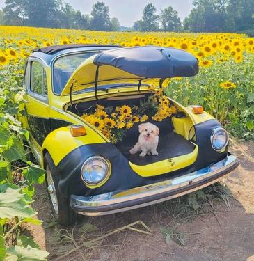 Daisy, a Shih tzu, on a car trunk in a field of sunflowers 