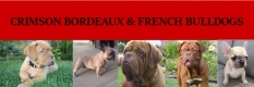 Crimson Bordeaux and French Bulldogs