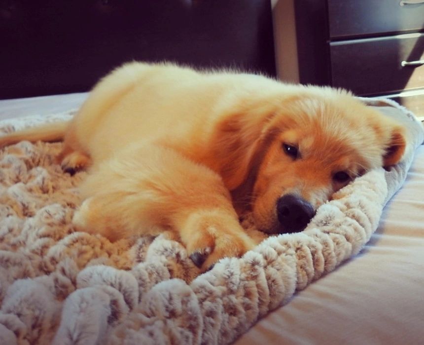 Priderock Golden Retrievers