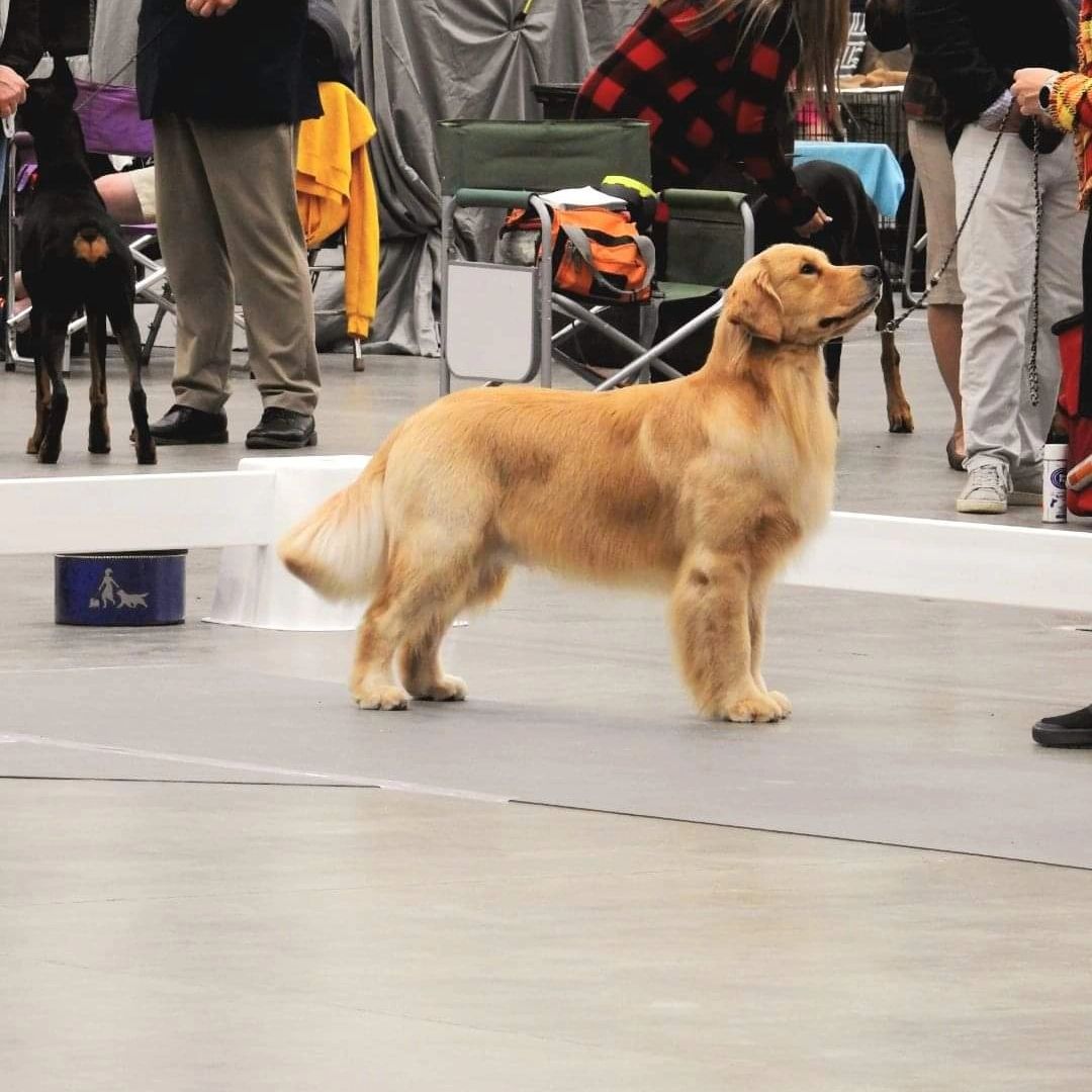 Priderock Golden Retrievers