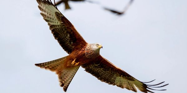 Red Kite sanctuary 