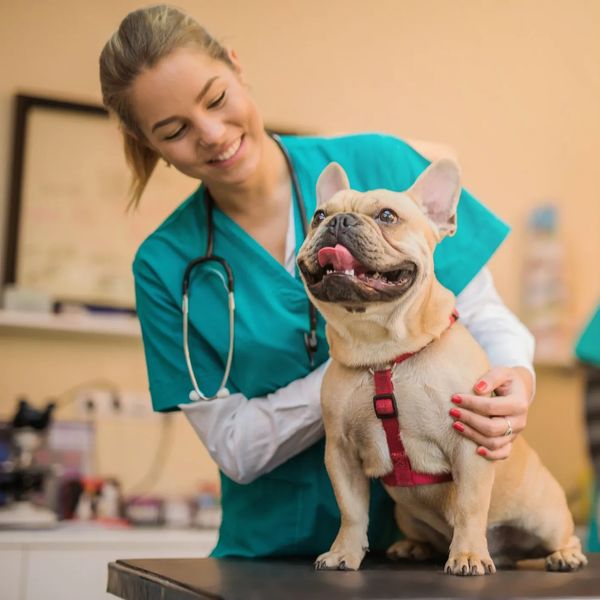 Veterinarian with happy French Bulldog on exam table.