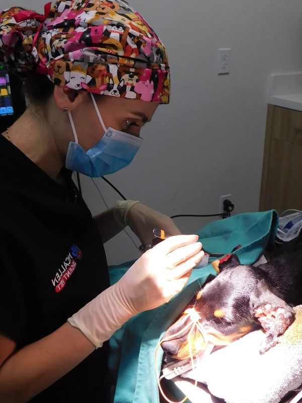 Veterinarian performing surgery on a dog's ear.