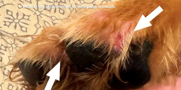 Check your dog's paws for infected looking cuts or lesions.