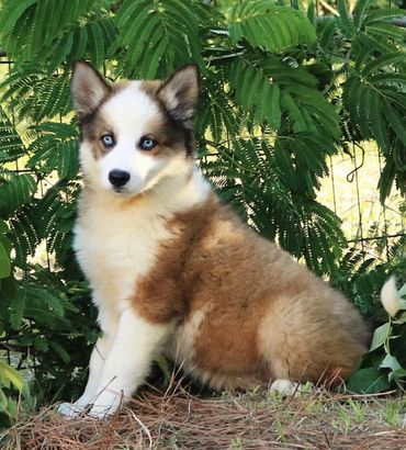 Fawn Yakutian Laika