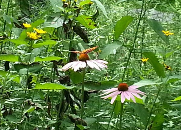 A butterfly perched on a purple coneflower in a green garden.