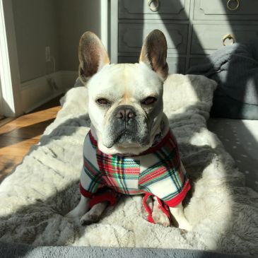 French Bulldog in a plaid sweater sitting on a cozy blanket.