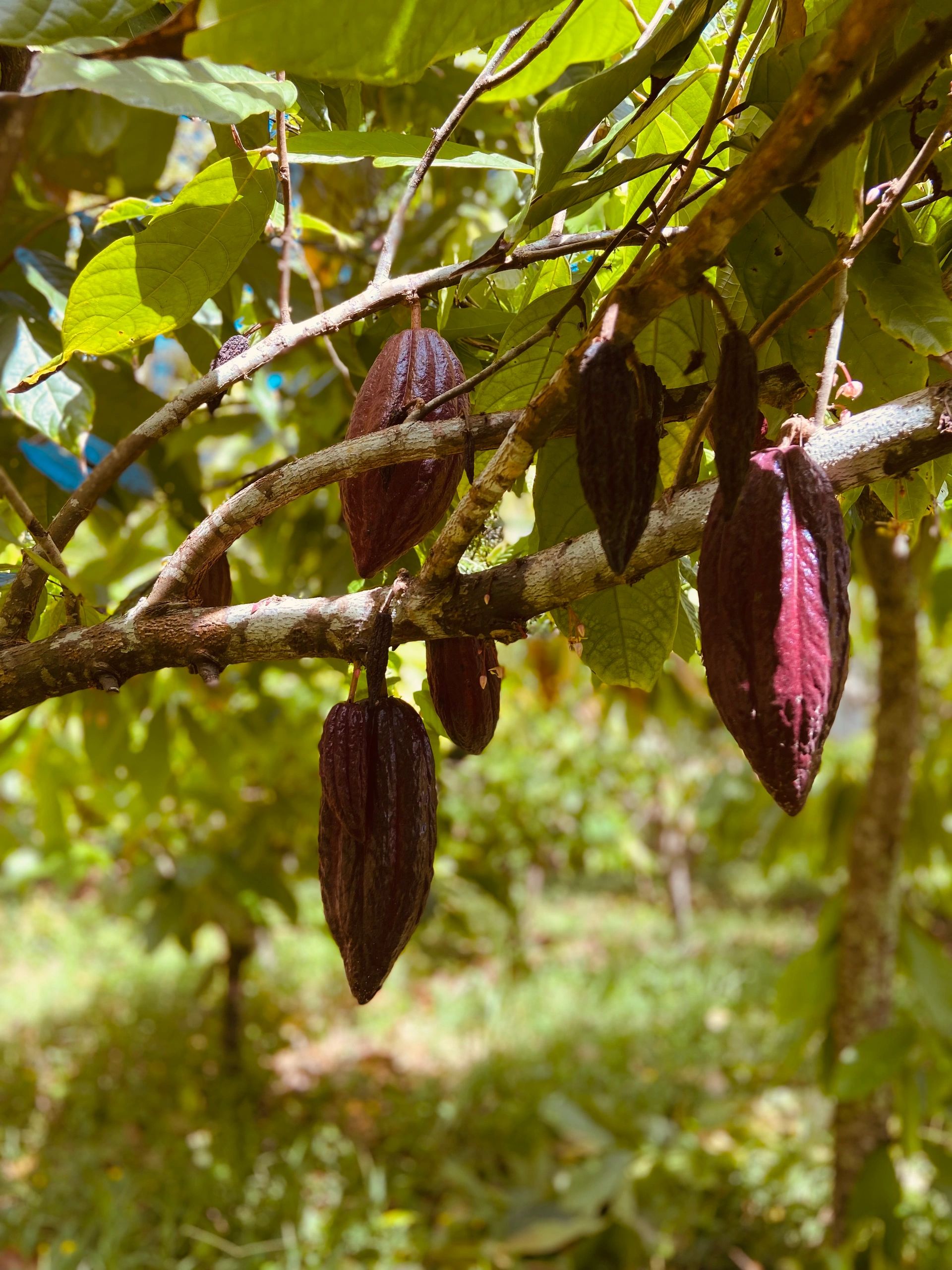 Kilauea Jungle Oasis Farm Tour, Cacao & Chocolate, Exotic Fruit, Oasis.
