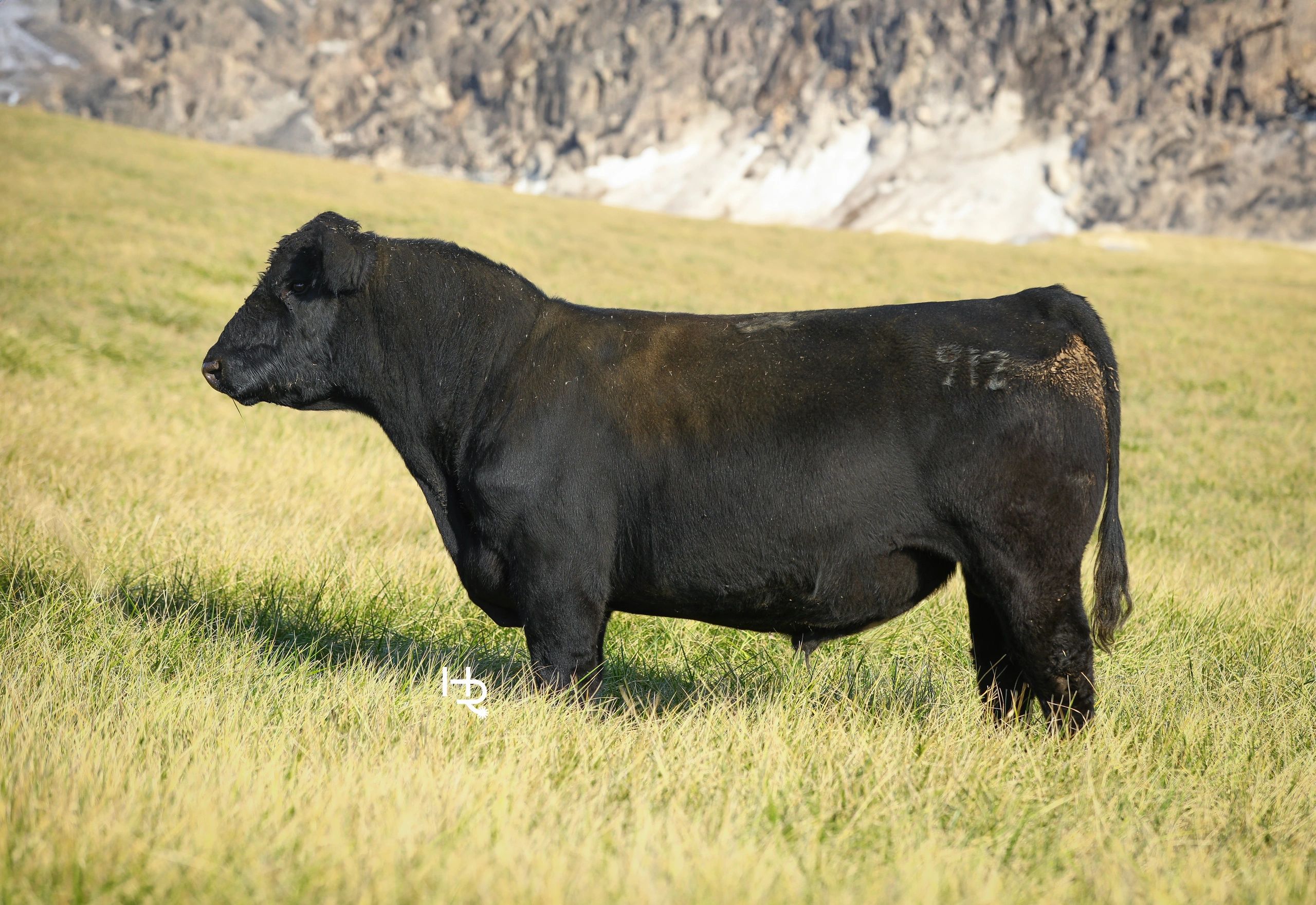 Profitable Cattle for Sale Rafter P Ranches