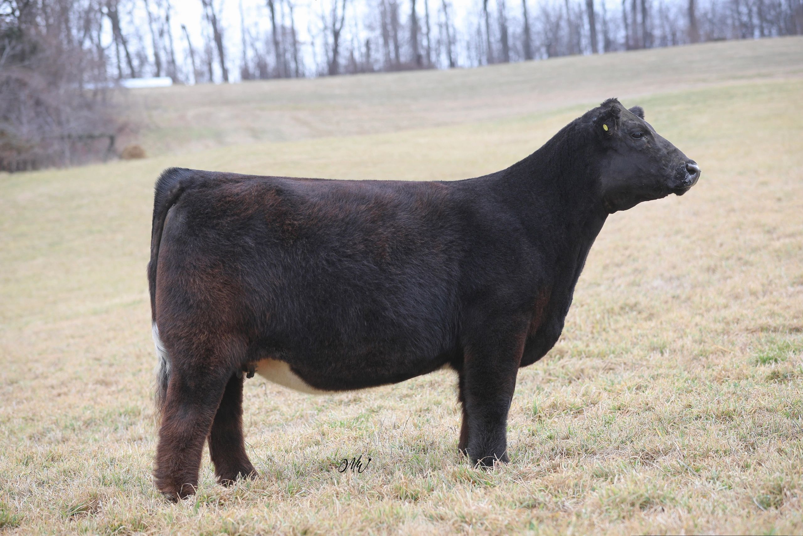 Profitable Cattle for Sale Rafter P Ranches