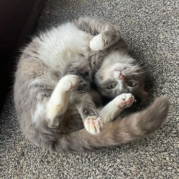 Grey and white cat curled up on a carpet.