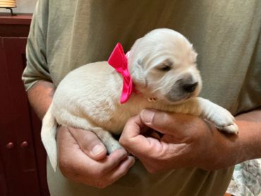 Cute white puppy with a pink bow being held.