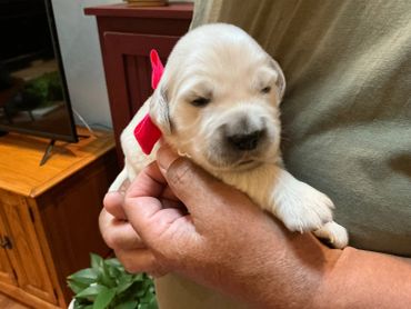 A person holding a sleepy golden retriever puppy with a red ribbon.