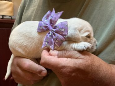 Tiny puppy with a purple bow being held.