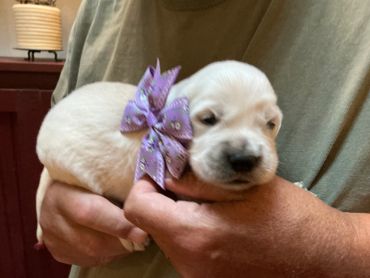 A small puppy with a purple bow held in hands.