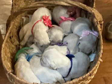Basket of sleeping newborn puppies with colorful ribbons.