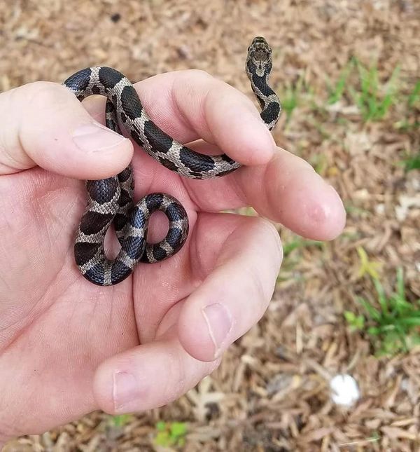 Snake Removal