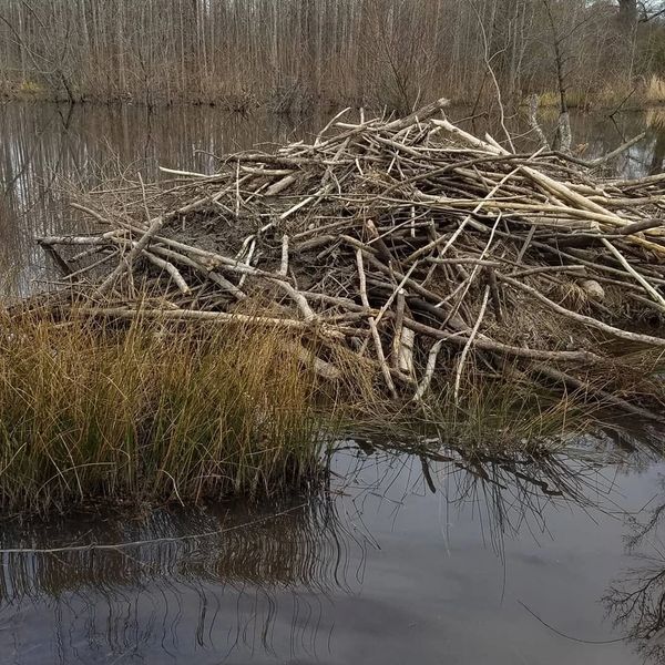 Beaver Removal 