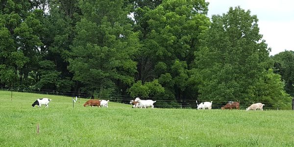 fainting goats, goats, doe, buck, myotonic, Tennessee fainter, Texas fainter, alpaca, donkey