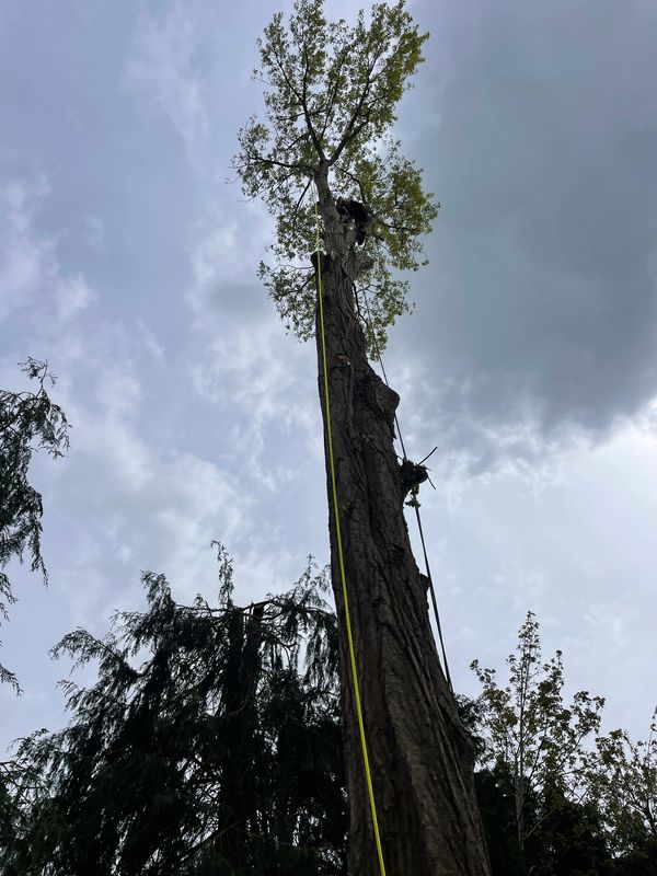 Large poplar removal. Tight space so rigged down safely with lowering ropes 