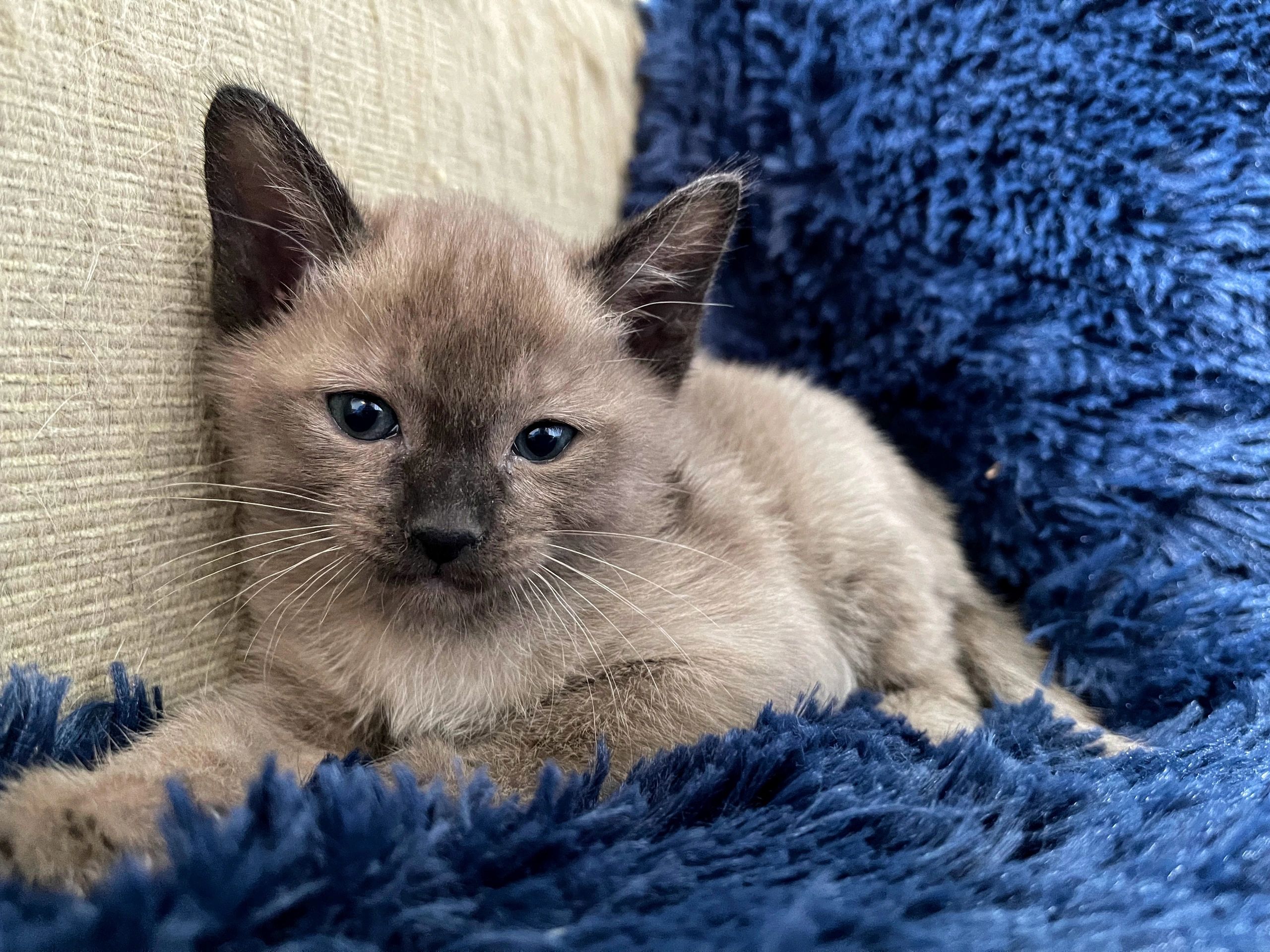Blue Burmese Kitten — free download