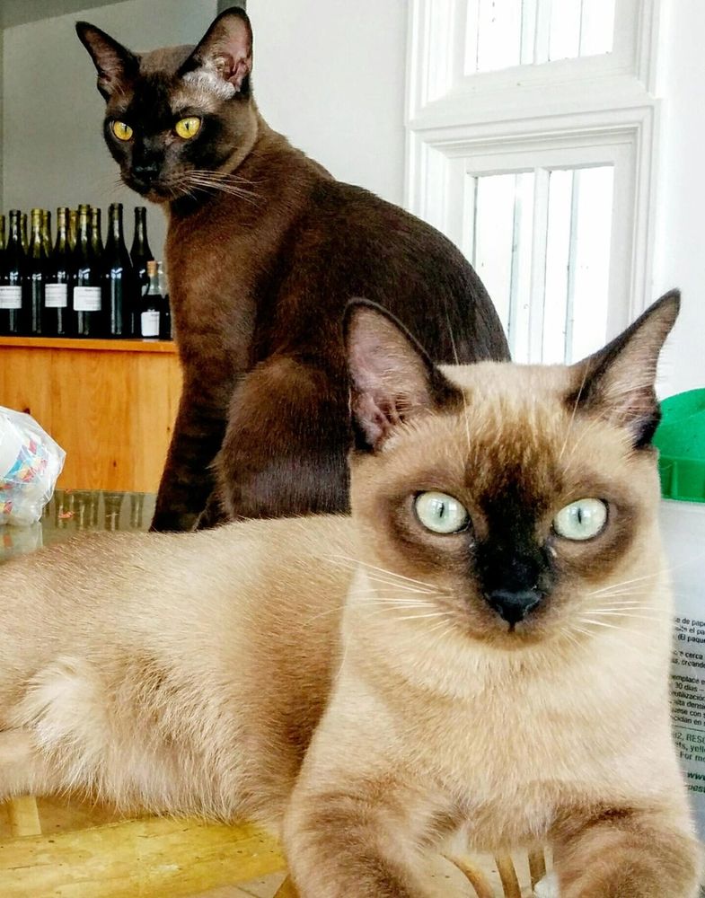 Burmese Cat & Kitten Breed and Adoption Info