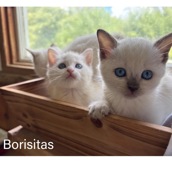 White Siamese or Silver Tonkinese kittens. White kittens with blue eyes.