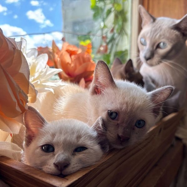 Thai Mother cat and kittens