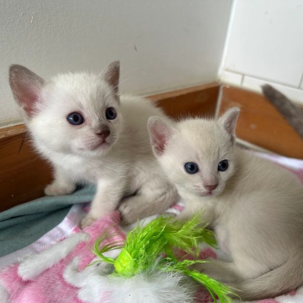 Two white kittens with blue eyes resting on a blanket.