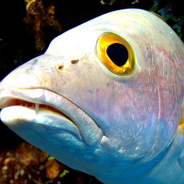 Close-up of a fish with a prominent yellow eye underwater.