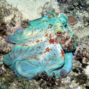 A blue octopus camouflaged on the ocean floor.