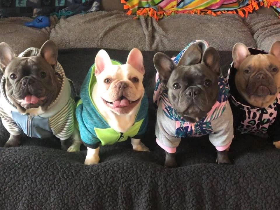 Bulldogs Ruff Day Diamond In the Ruff Bulldogs - Puppies, French Bulldogs