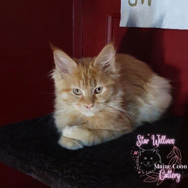 Red Female Maine Coon Kitten