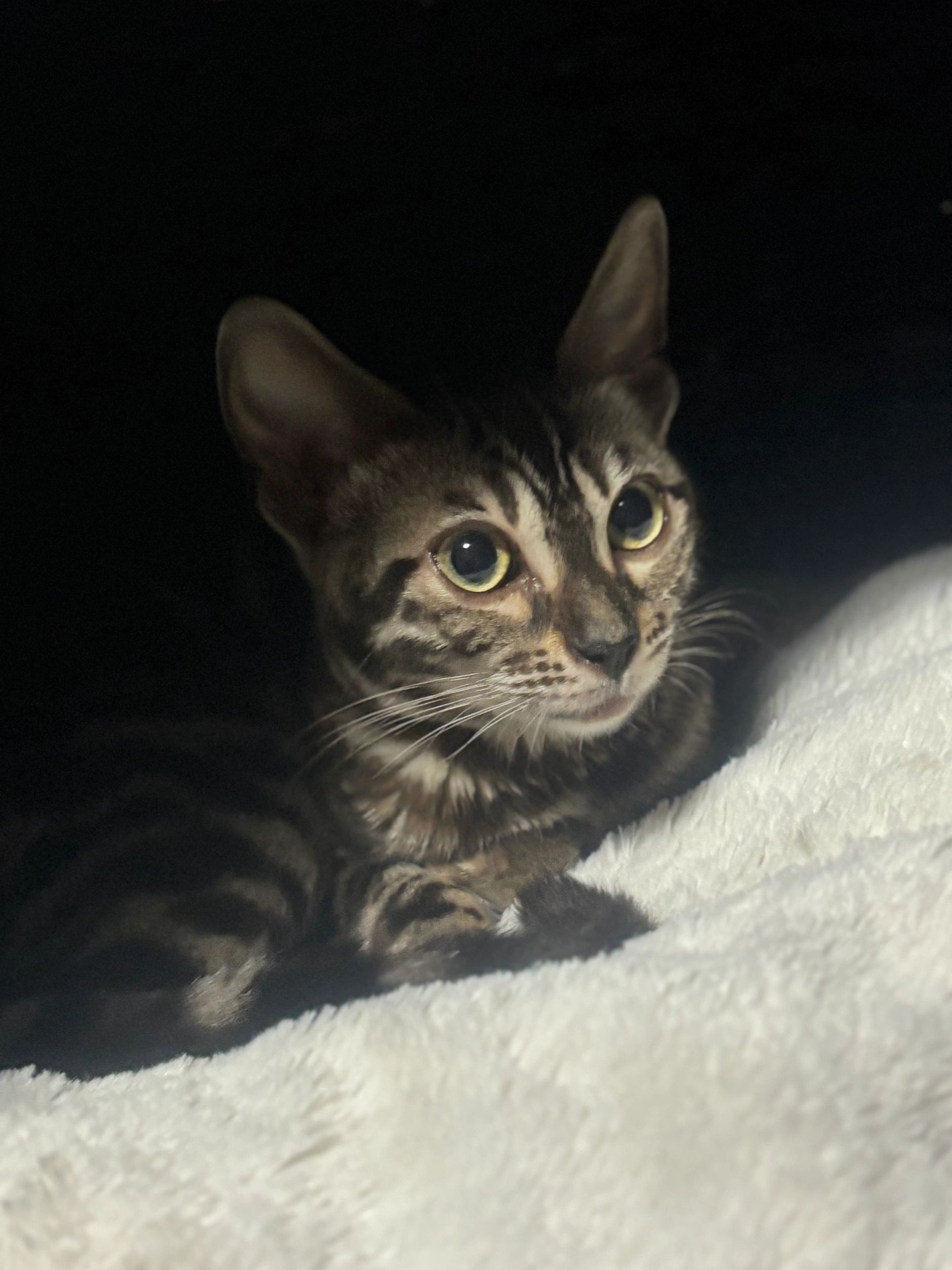 Seal Sepia Bengal Female Cat