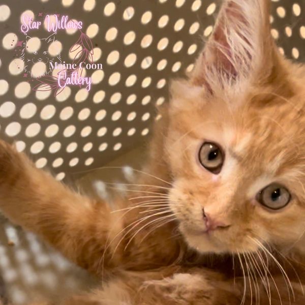 Red Female Maine Coon Kitten