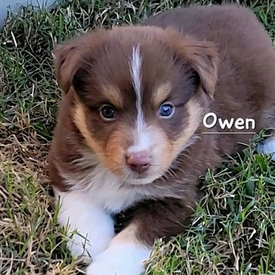 Red Tri miniature Australian Shepherd puppy