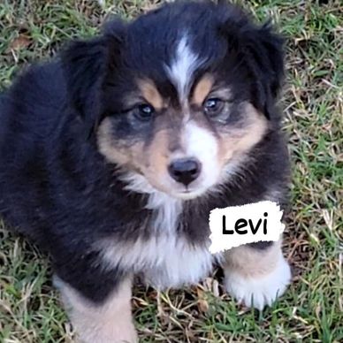 Cute Miniature Australian Shepherd puppy