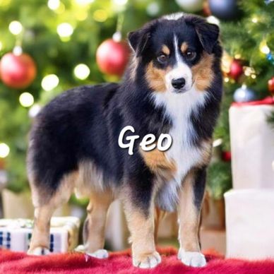 Black Tri miniature Australian Shepherd